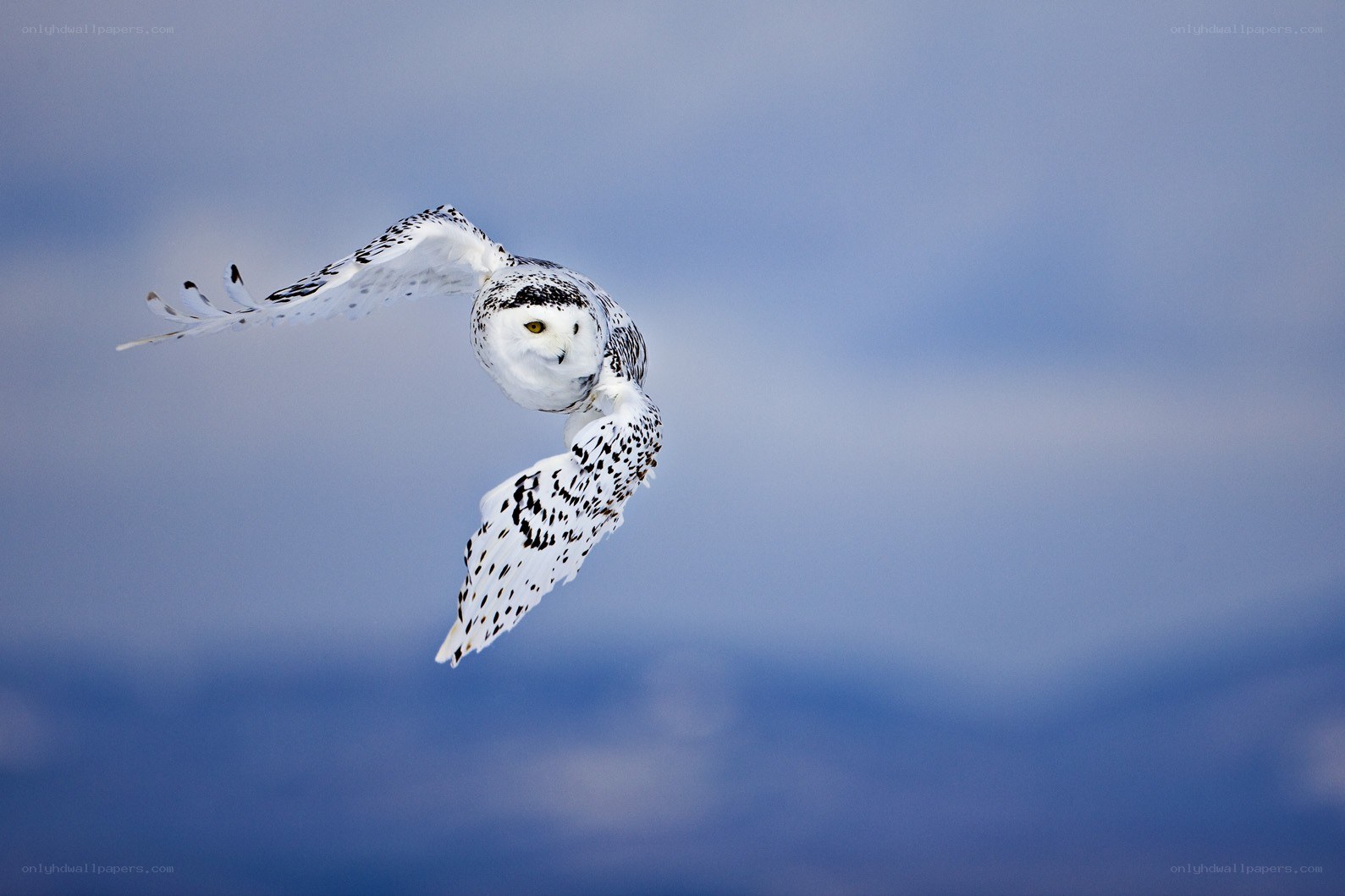 Snowy owl in flight