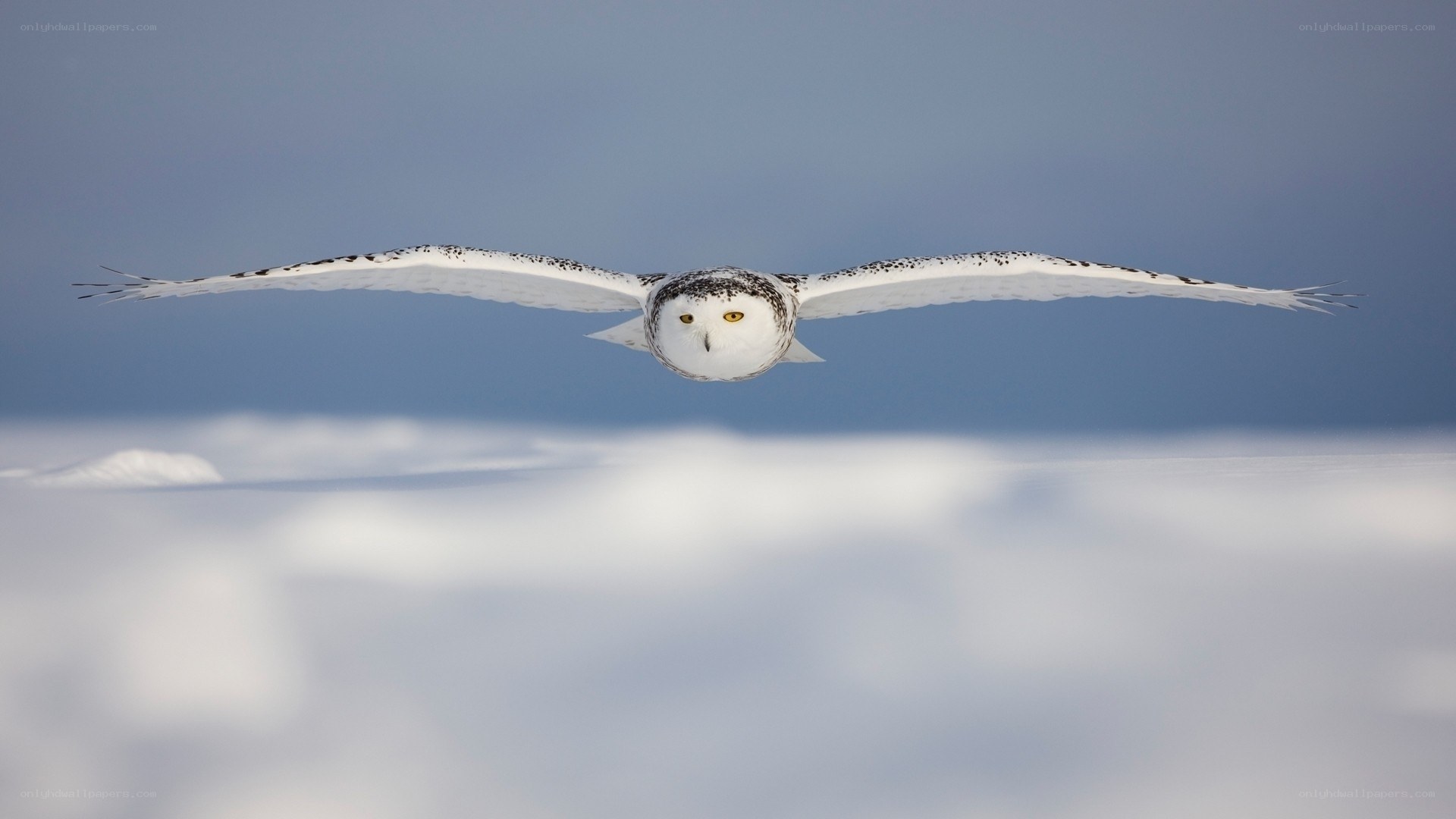 Snowy owl in flight