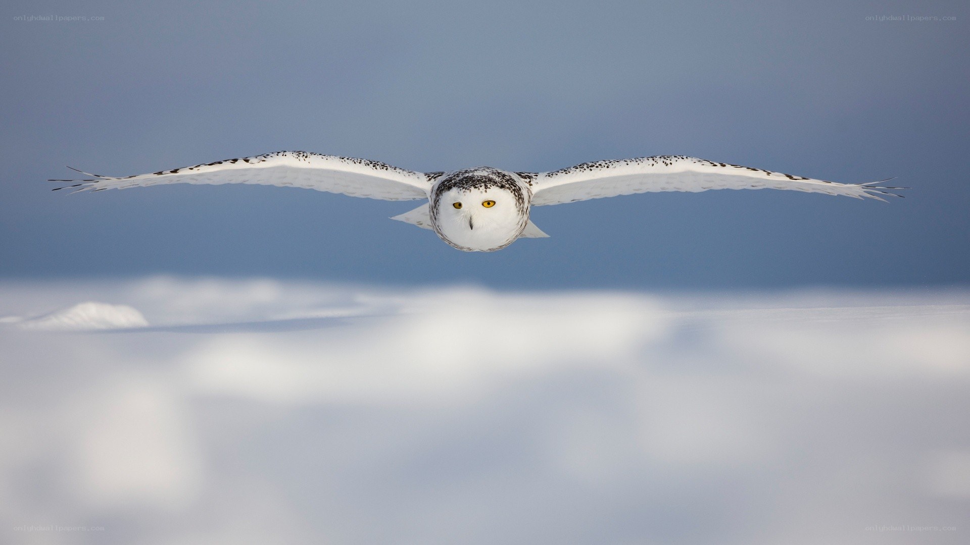 Snowy owl in flight