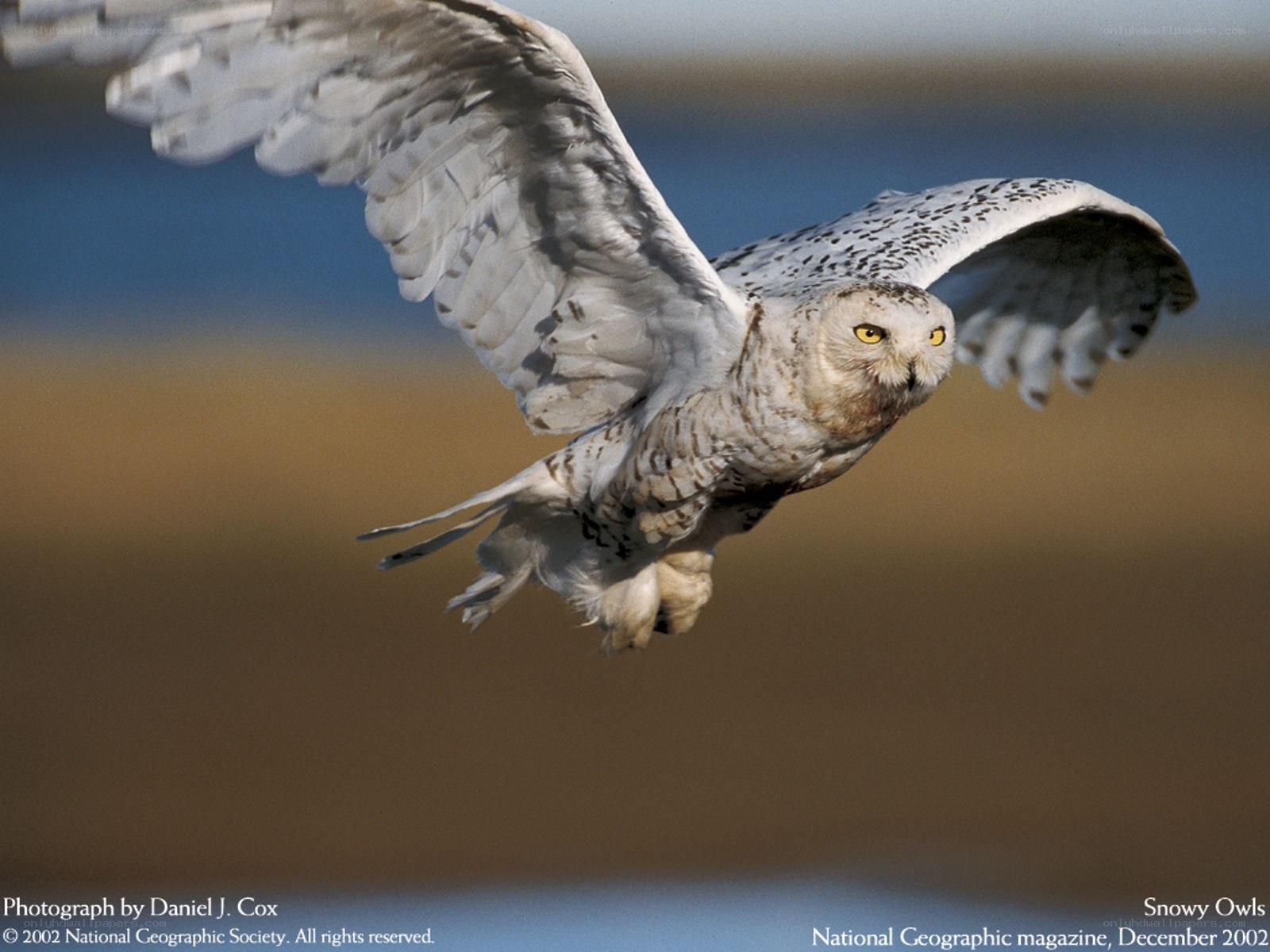 Snowy owl in flight
