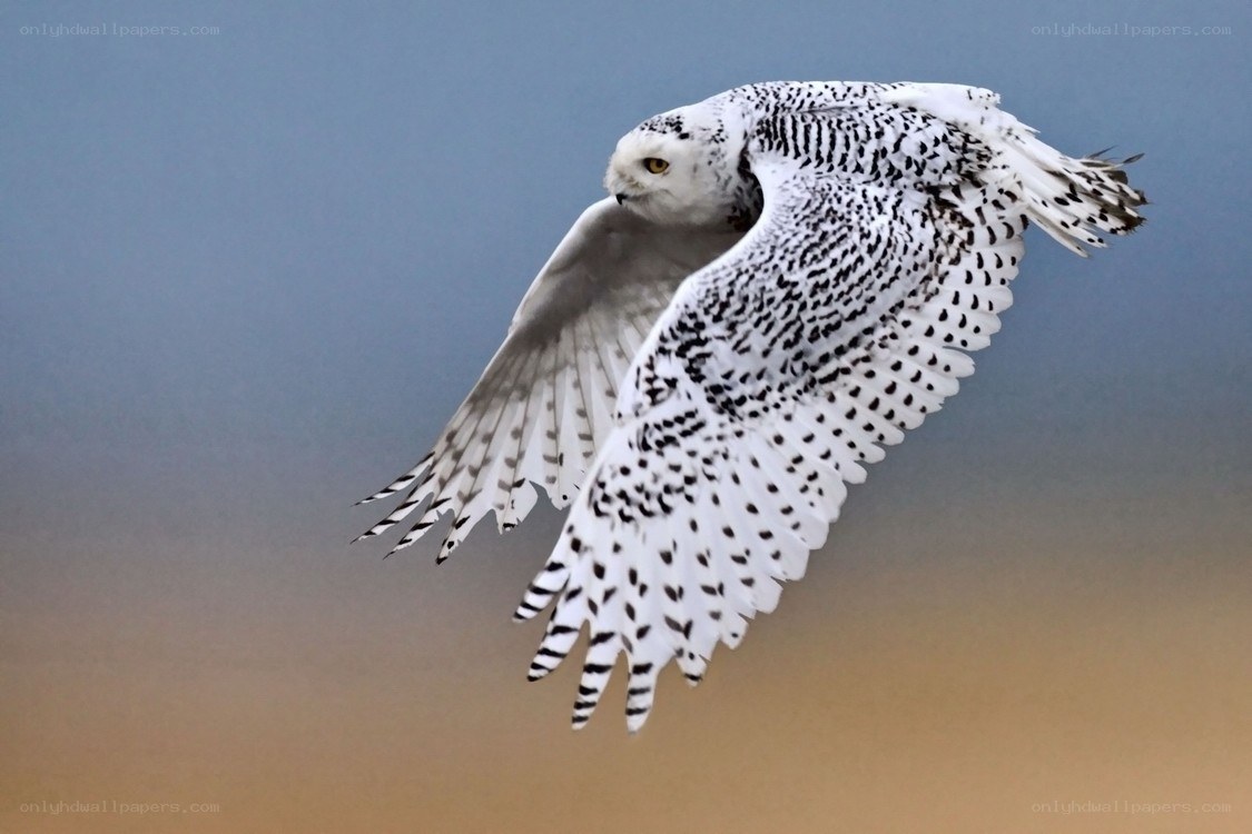 Snowy owl in flight