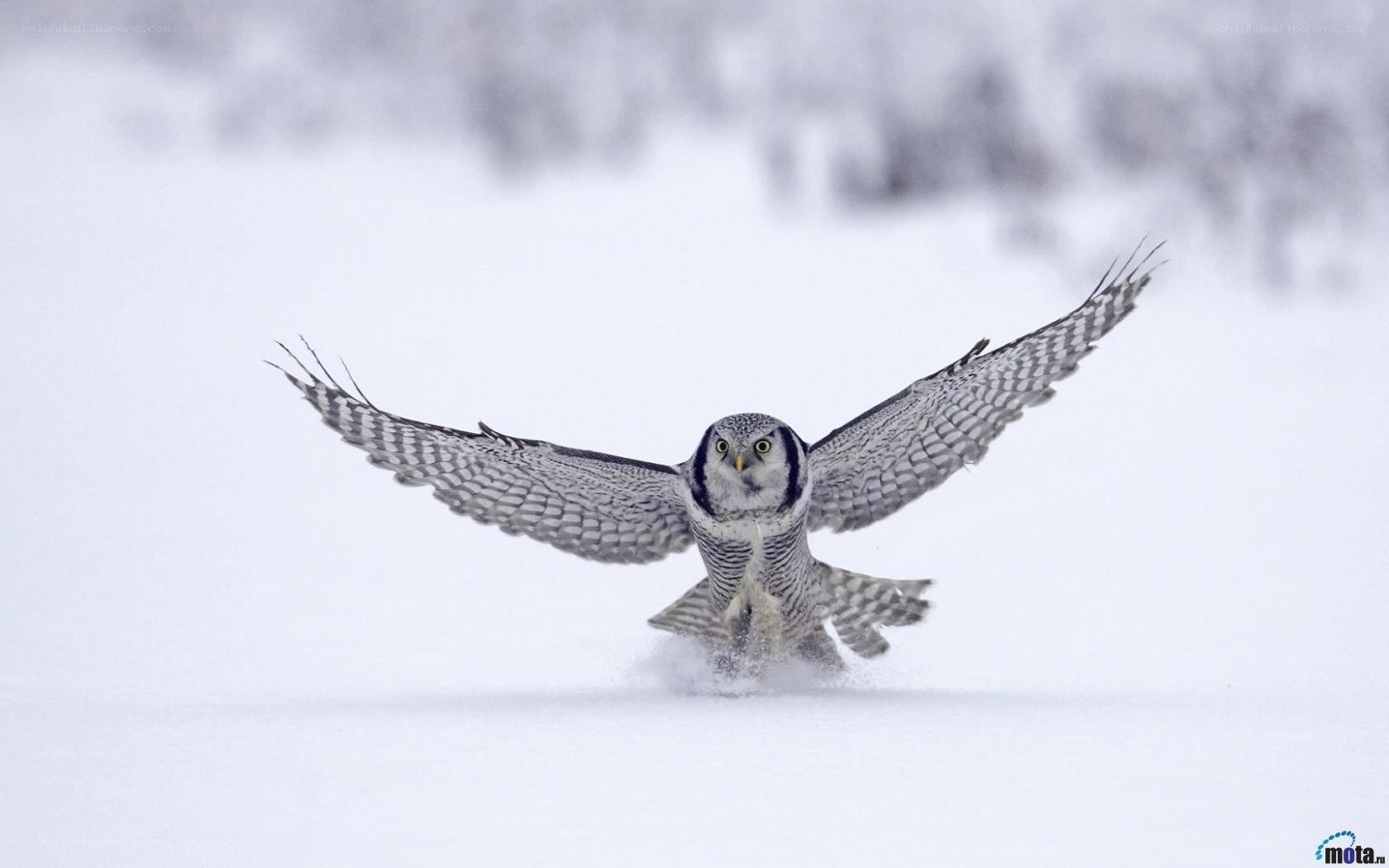 Snowy owl in flight