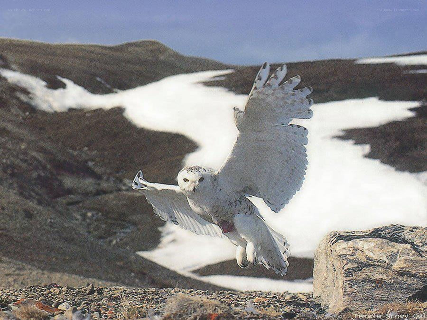 Snowy owl in flight