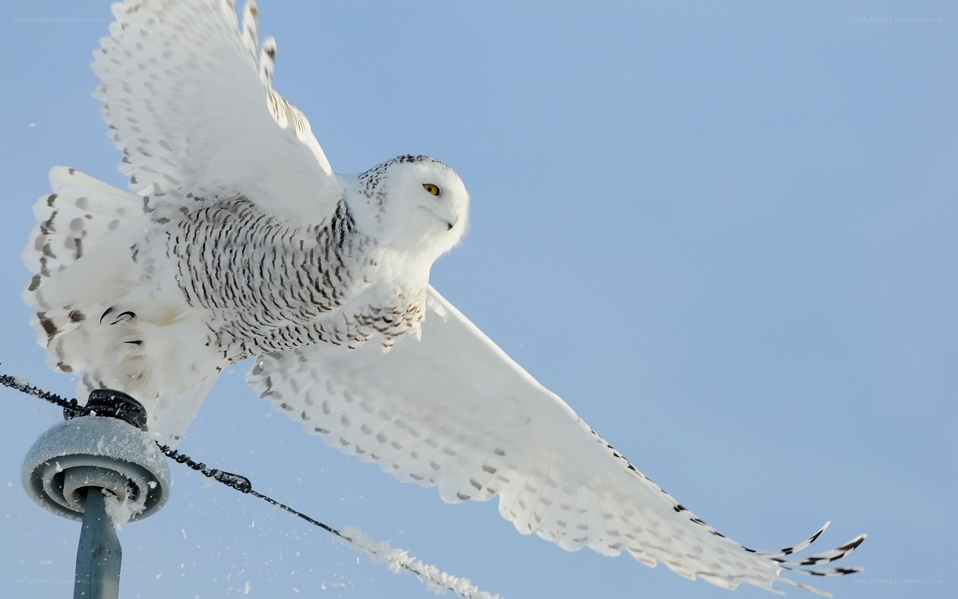 Snowy owl in flight