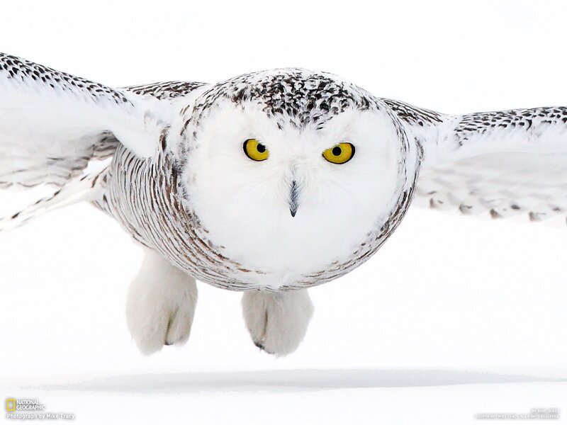 Snowy owl in flight