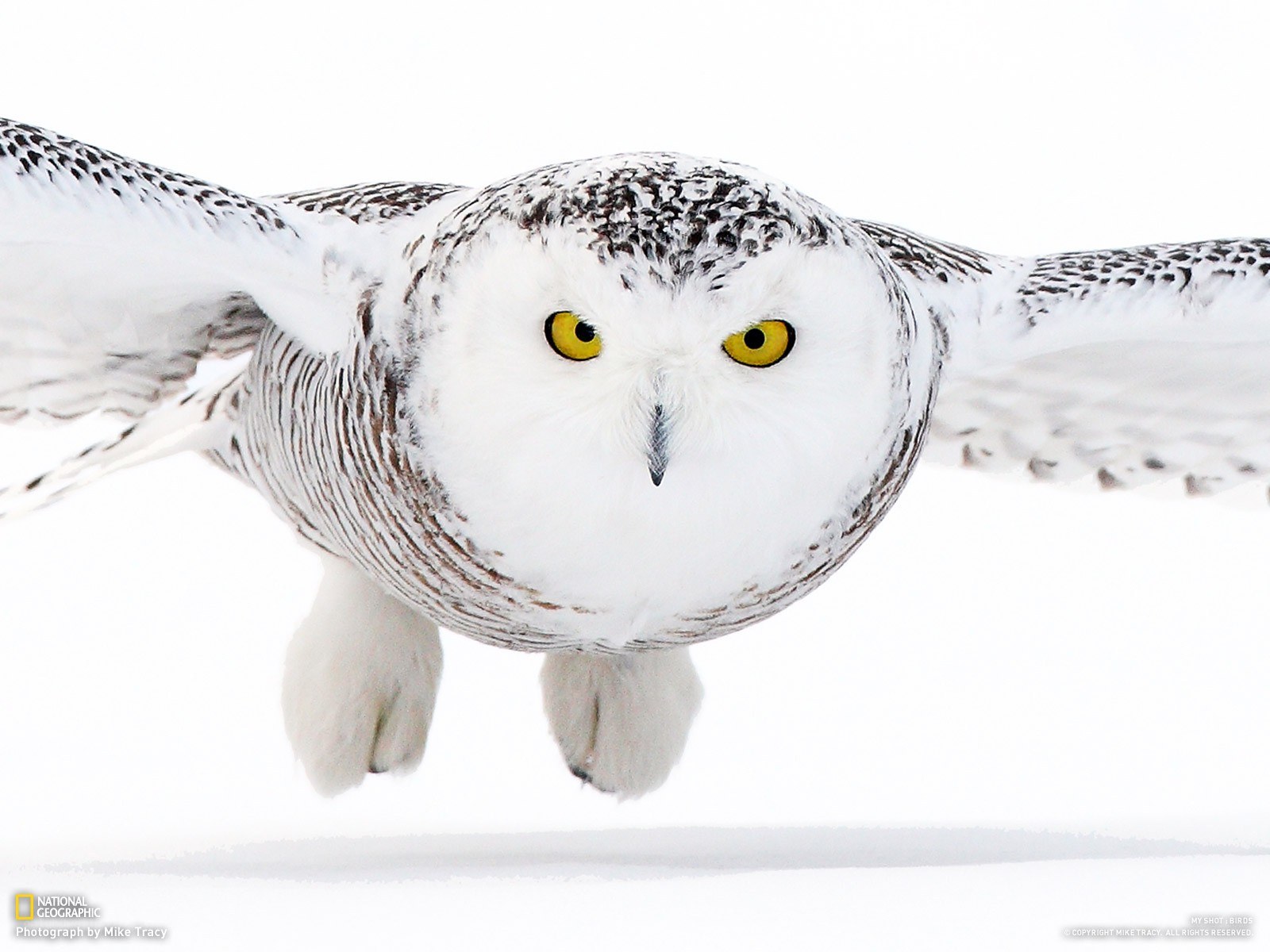 Snowy owl in flight