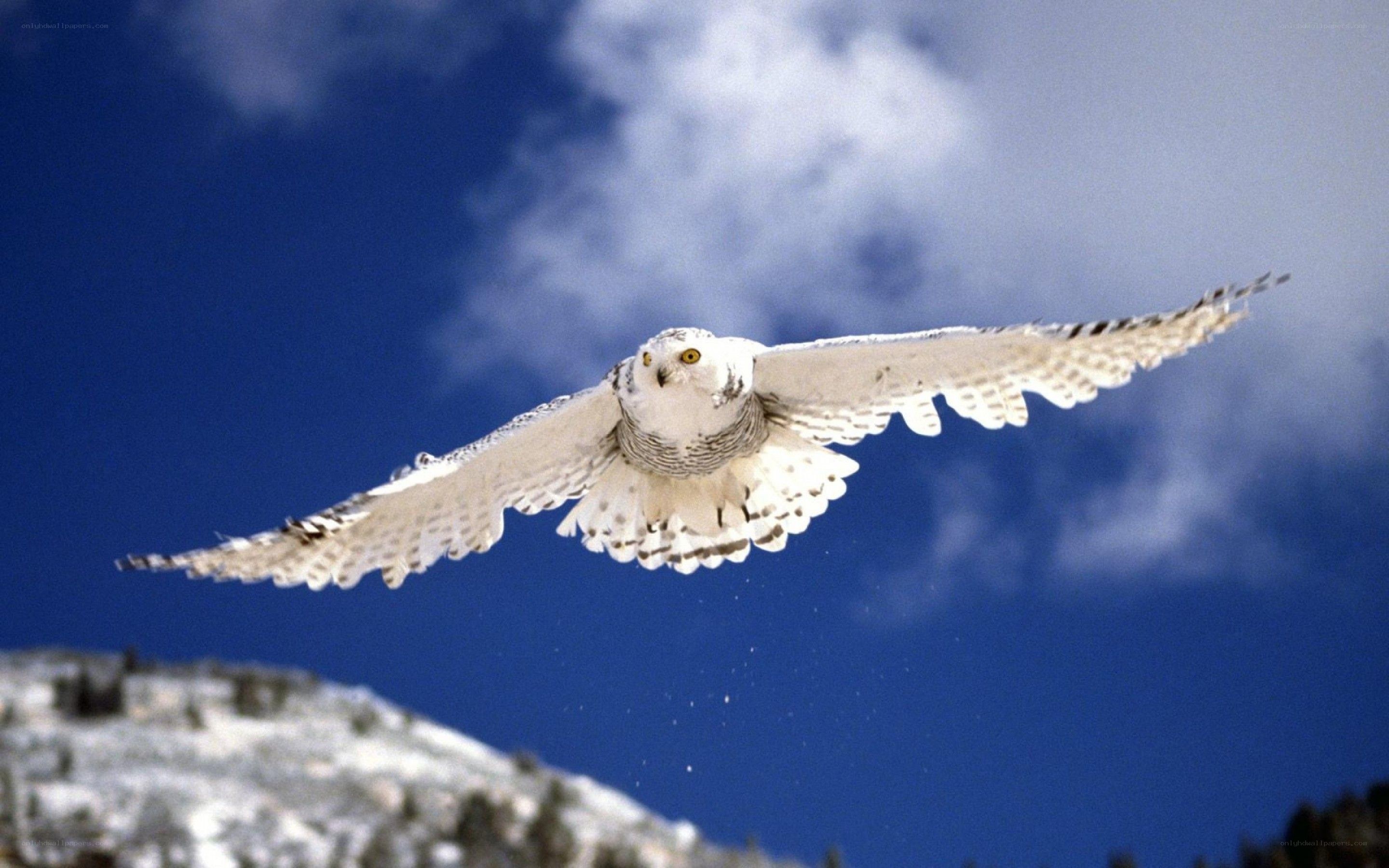 Snowy owl in flight
