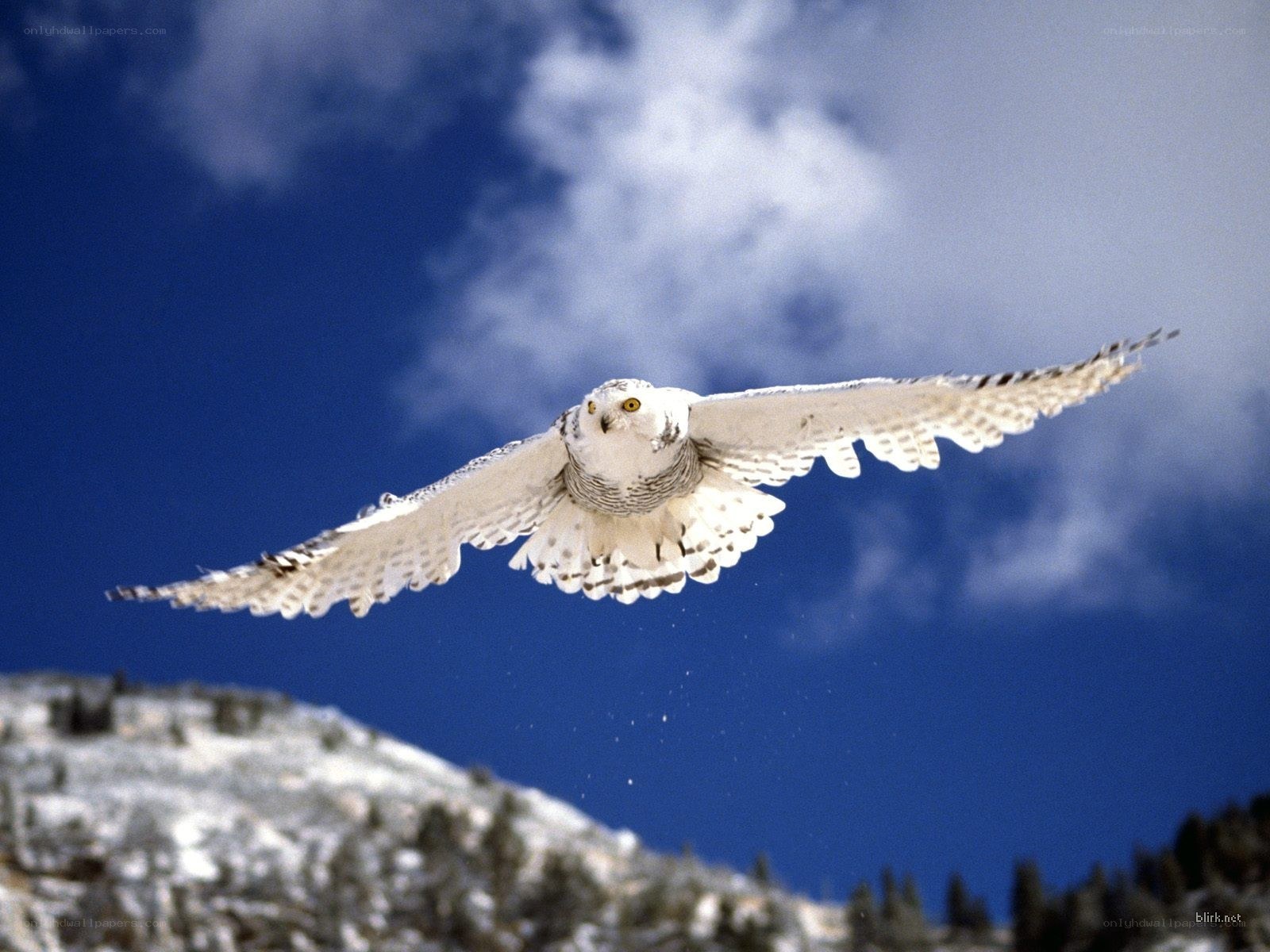 Snowy owl in flight