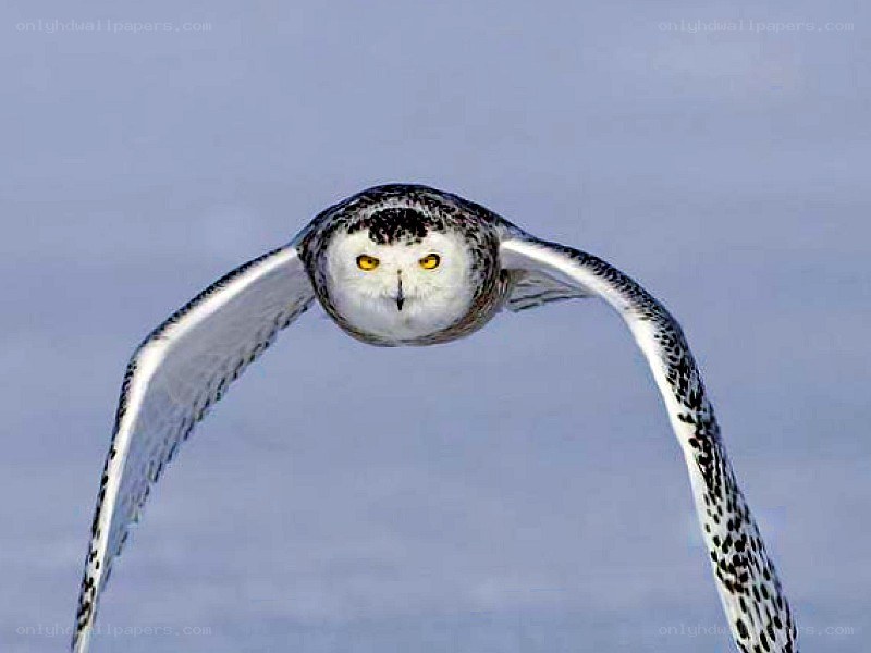 Snowy owl in flight