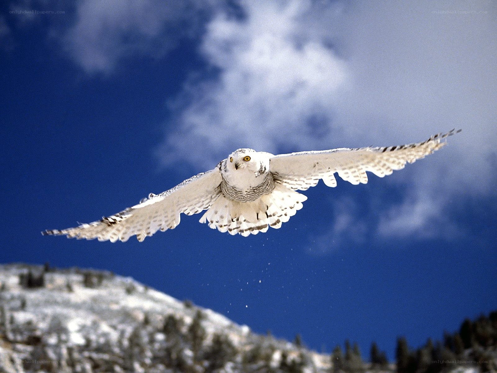Snowy owl in flight