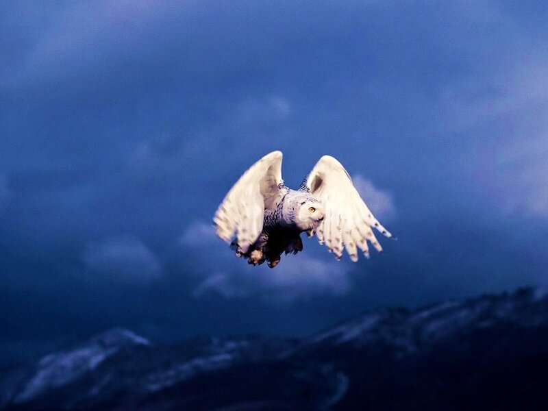 Snowy owl in flight