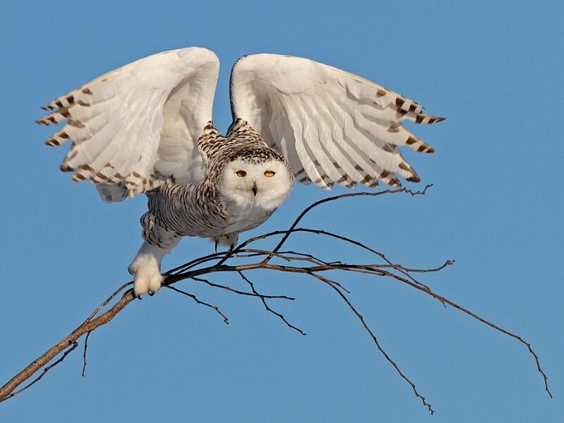 Snowy owl in flight