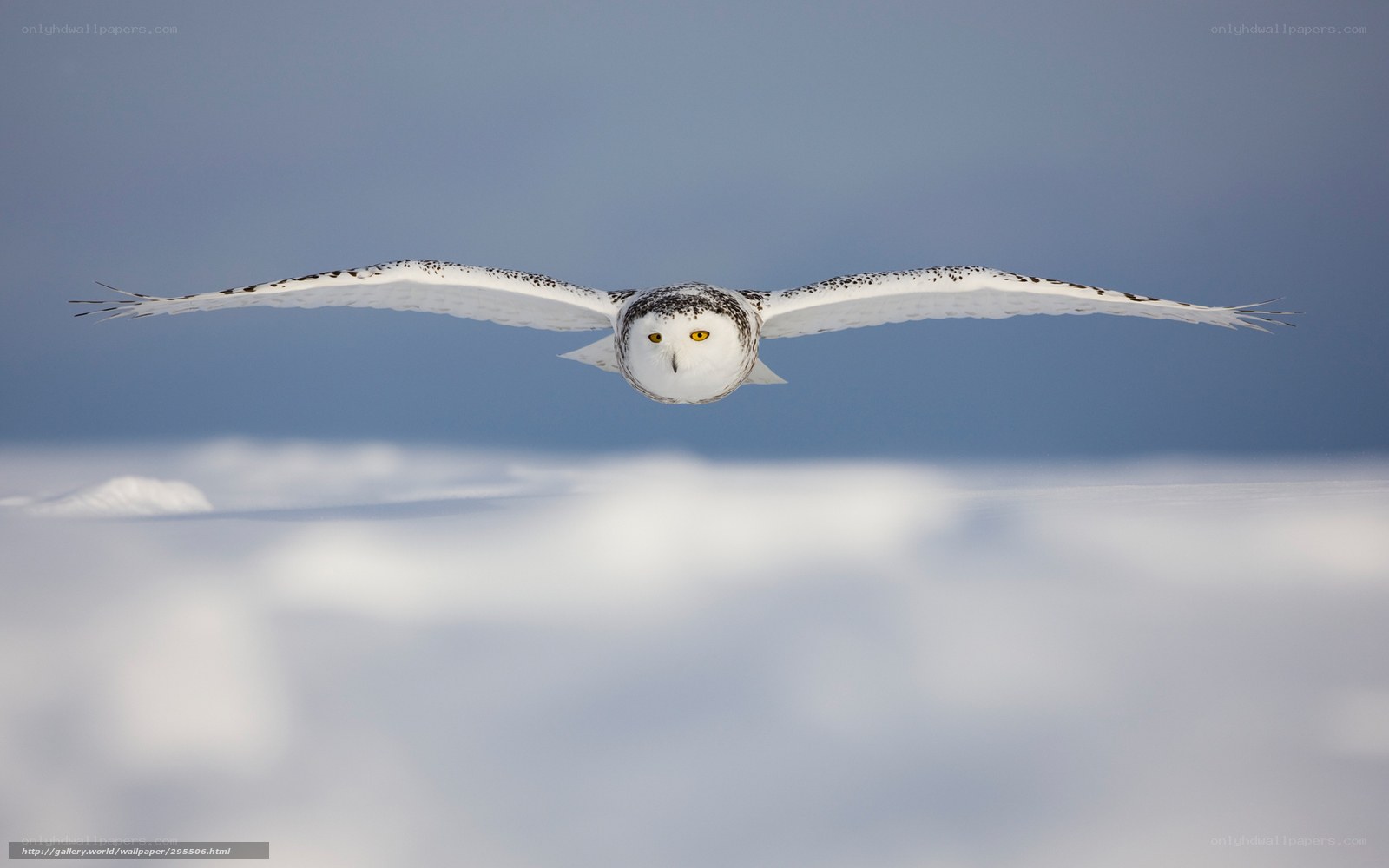 Snowy owl in flight
