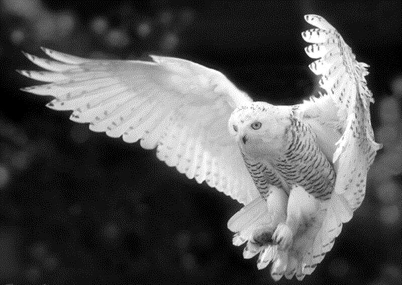 Snowy Owl in Flight — Black