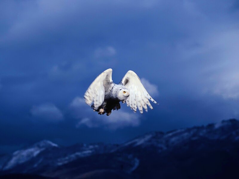 Snowy Owl in Flight — Blue, Dramatic, Night, Photograph