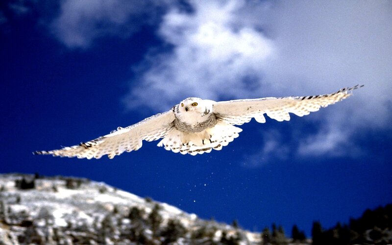 Snowy Owl in Flight — Blue, Dramatic