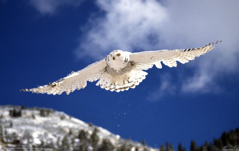 Snowy Owl in Flight — Blue, Dramatic, Winter, Photograph, Mountain