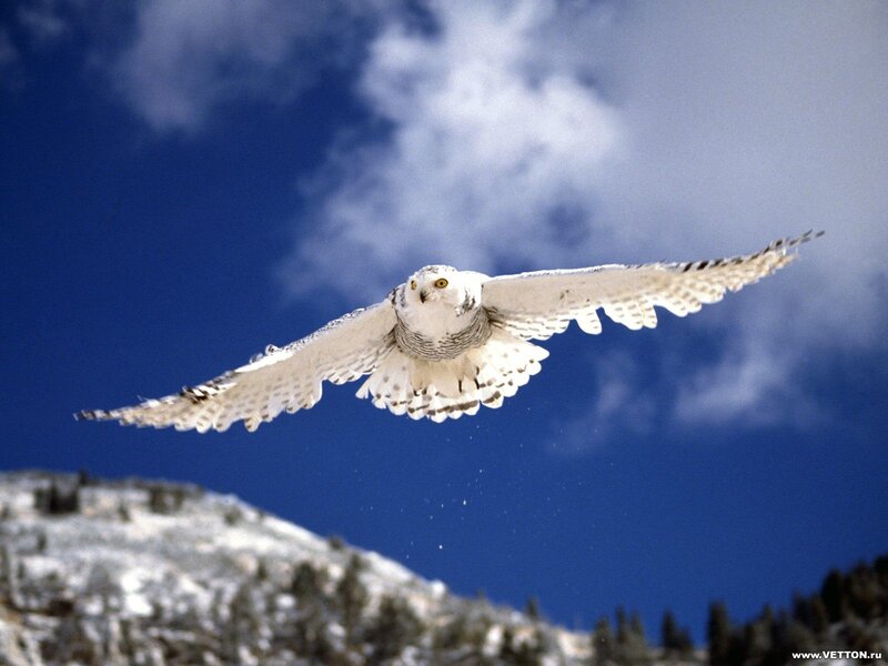Snowy Owl in Flight — Blue, Dramatic, Winter, Photograph