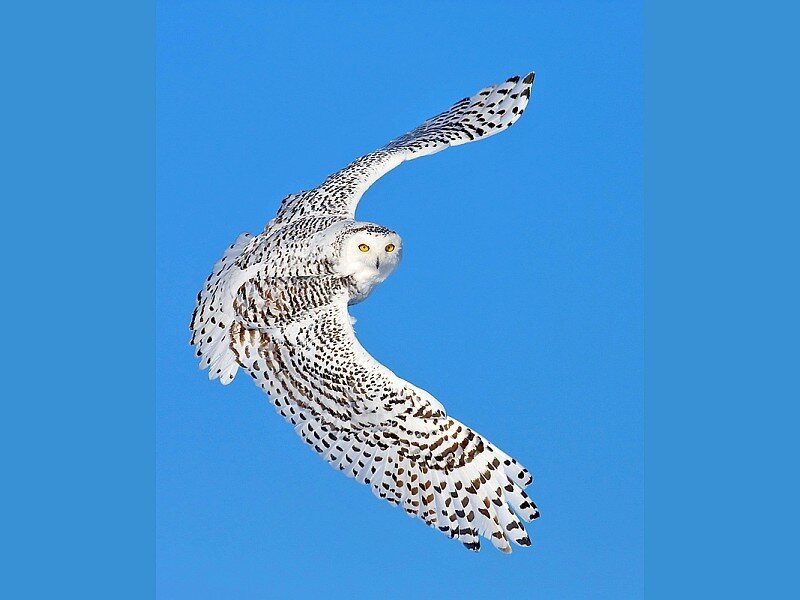 Snowy Owl in Flight — Blue, Dynamic