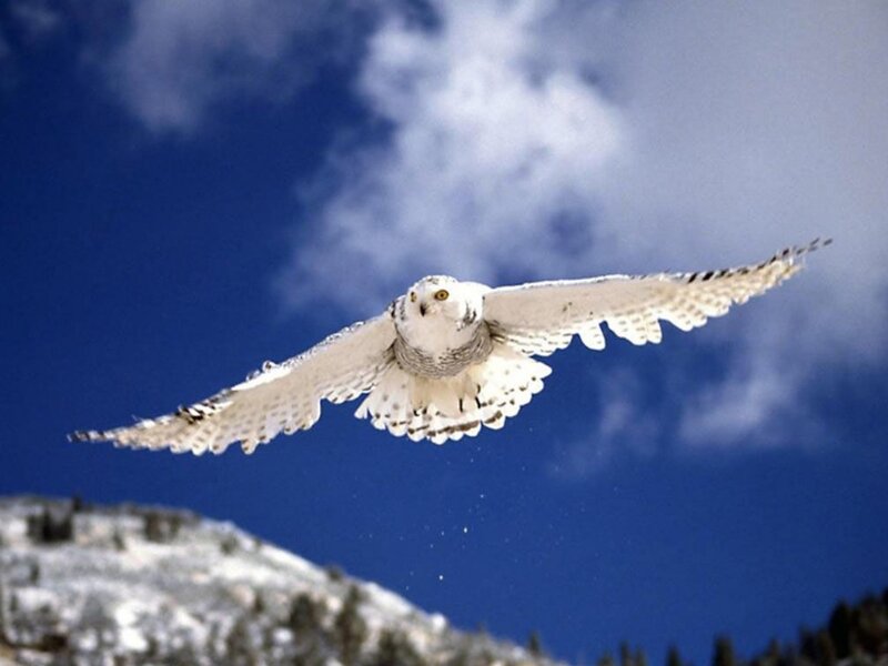 Snowy Owl in Flight — Blue