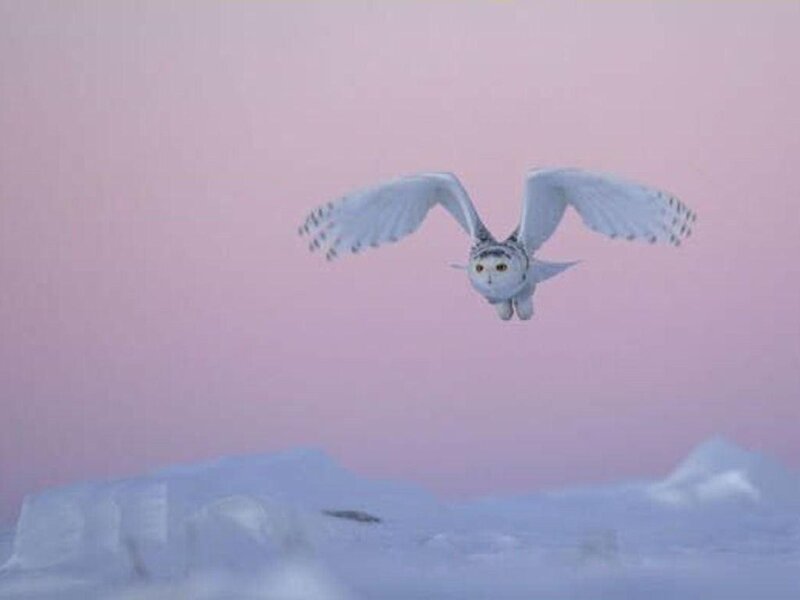 Snowy Owl in Flight — Pink