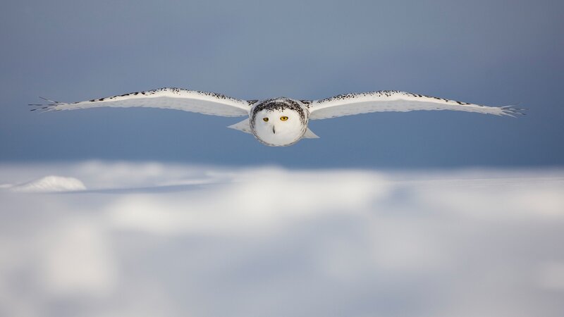 Snowy Owl in Flight — Sky
