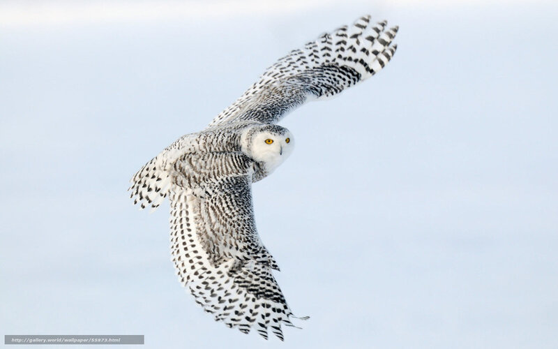 snowy owl in flight