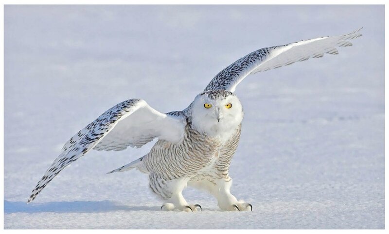 Snowy Owl in Flight — White, Alert