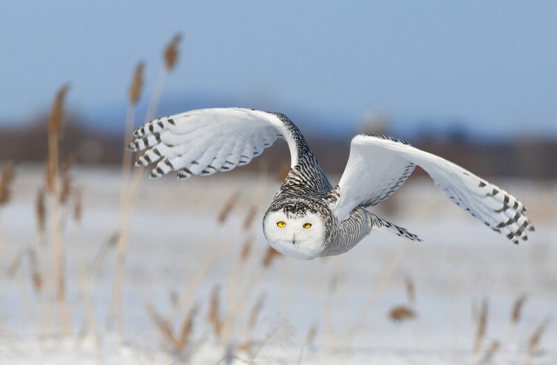 Snowy Owl in Flight — White, Calm, Winter, Photograph, Snow
