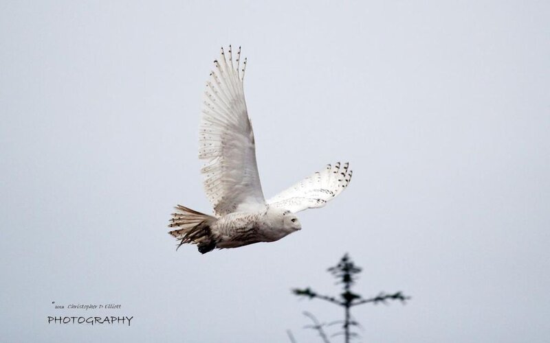 Snowy Owl in Flight — White, Calm, Winter, Photograph