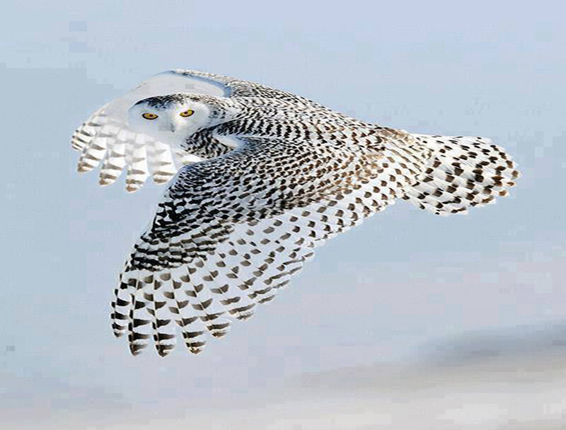 Snowy Owl in Flight — White, Calm, Winter