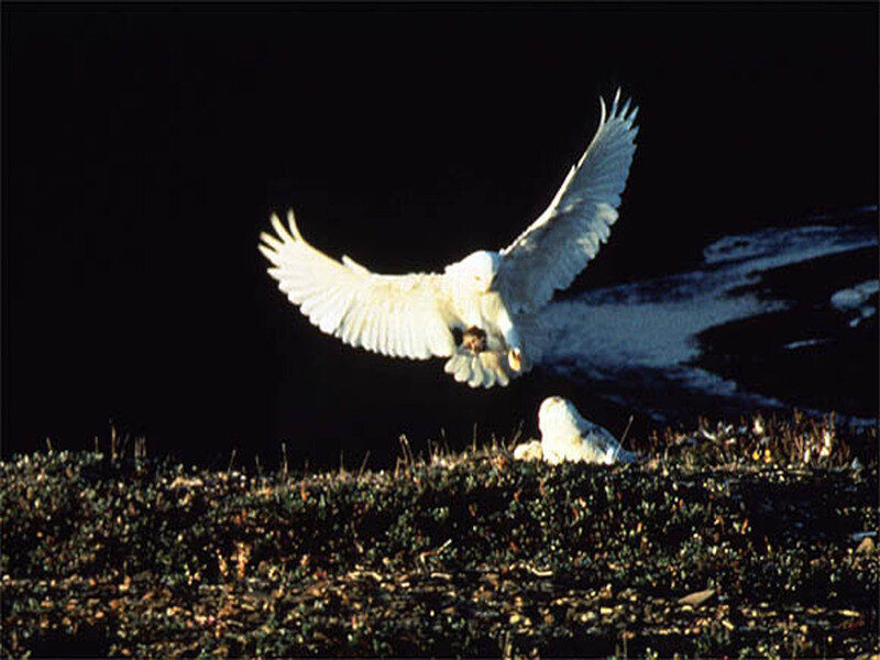 Snowy Owl in Flight — White, Dramatic, Night, Photograph