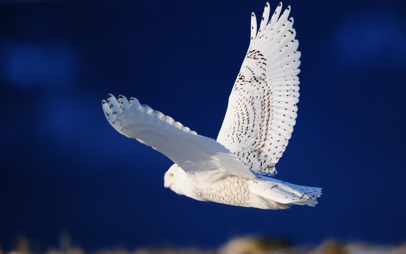 Snowy Owl in Flight — White, Dramatic, Night, Photograph, Wings