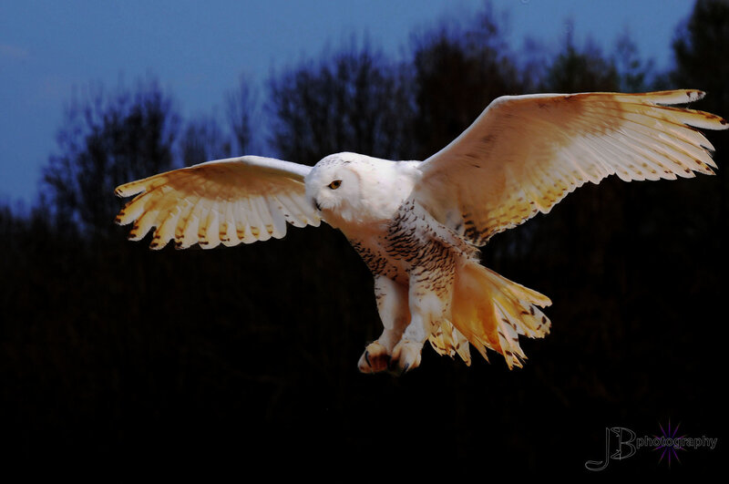 Snowy Owl in Flight — White, Dramatic, Night