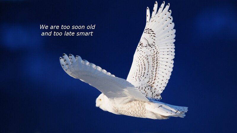 Snowy Owl in Flight — White, Dramatic, Photograph, Bird