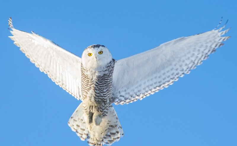 Snowy Owl in Flight — White, Dramatic, Photograph, Blue Sky