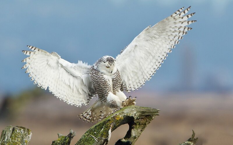 Snowy Owl in Flight — White, Dramatic, Photograph, Branch