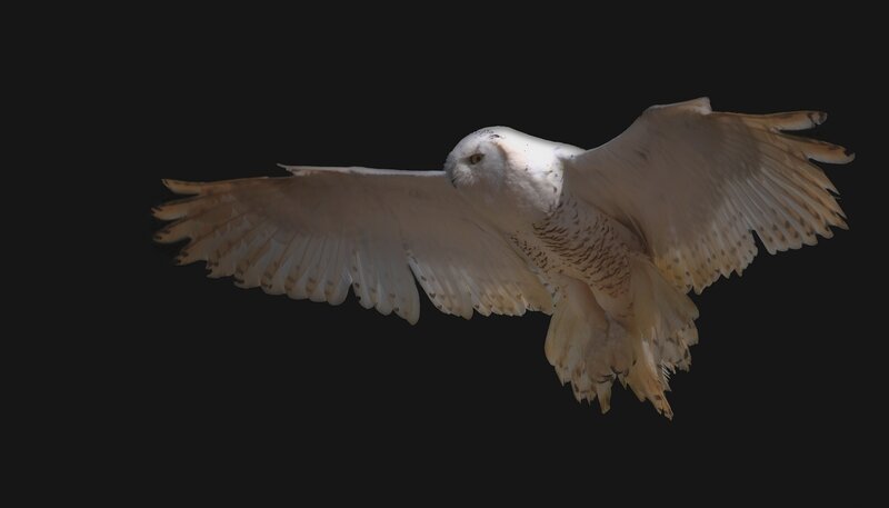 Snowy Owl in Flight — White, Dramatic, Photograph, Wings, Dark Background