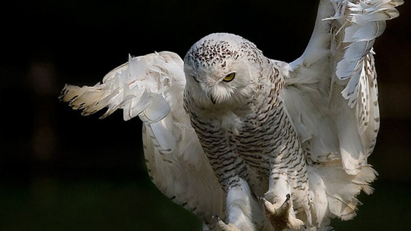 Snowy Owl in Flight — White, Dramatic, Photograph, Wings