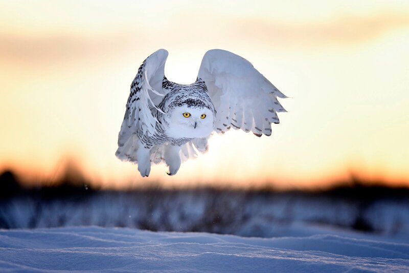 Snowy Owl in Flight — White, Dramatic, Sunset, Photograph