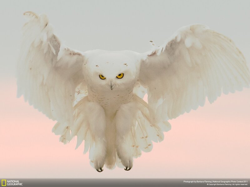 Snowy Owl in Flight — White, Dramatic, Sunset