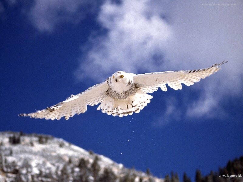 Snowy Owl in Flight — White, Dramatic