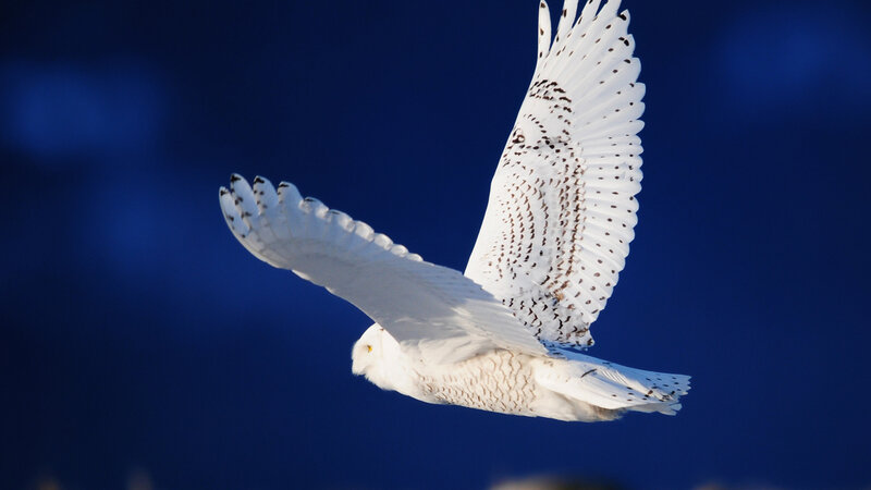 Snowy Owl in Flight — White, Dramatic, Winter, Photograph, Blue Sky