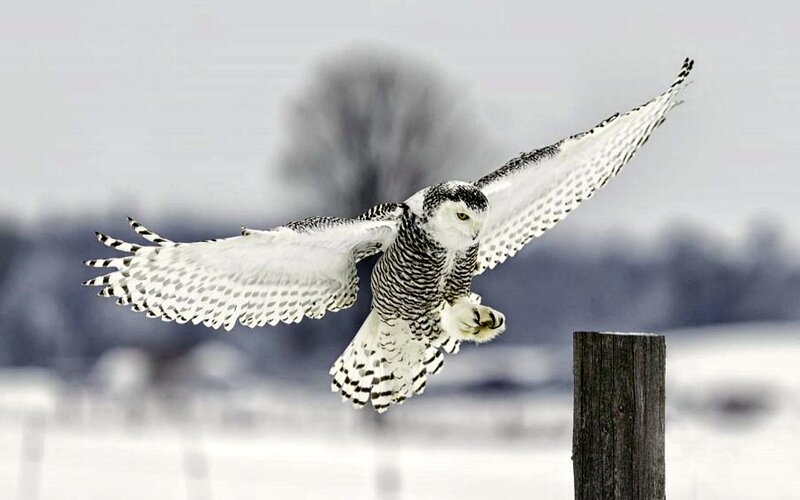 Snowy Owl in Flight — White, Dramatic, Winter, Photograph, Snow, Post