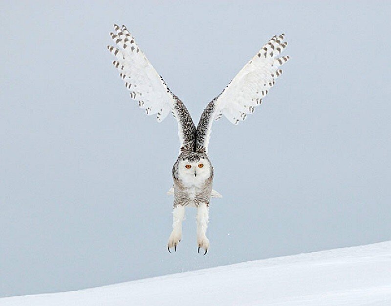 Snowy Owl in Flight — White, Dramatic, Winter, Photograph, Snow, Sky, Gray
