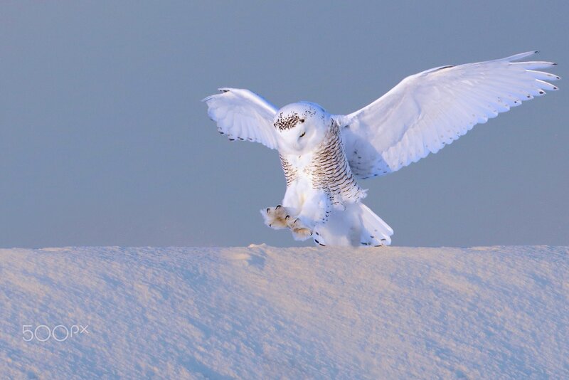 Snowy Owl in Flight — White, Dramatic, Winter, Photograph, Snow, Sky