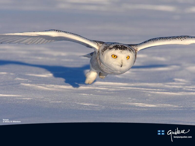 Snowy Owl in Flight — White, Dramatic, Winter, Photograph, Snow