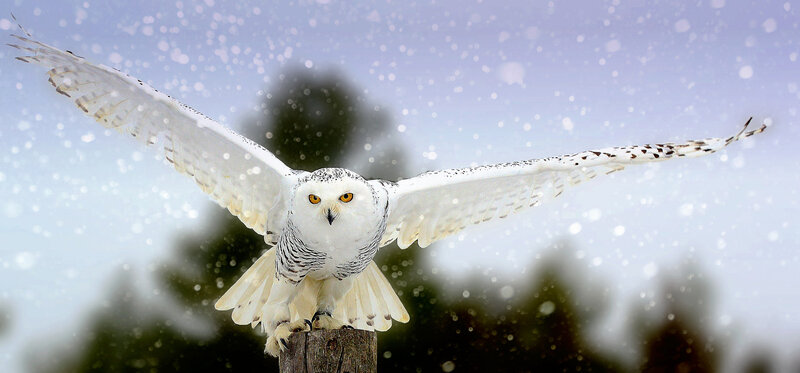 Snowy Owl in Flight — White, Dramatic, Winter, Photograph, Snow, Tree