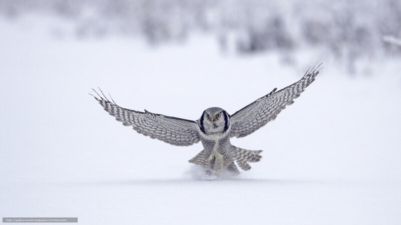 Snowy Owl in Flight — White, Dramatic, Winter, Photograph, Snow, Wings