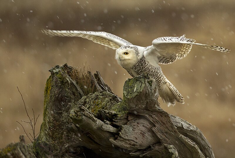 Snowy Owl in Flight — White, Dramatic, Winter, Photograph, Tree Stump